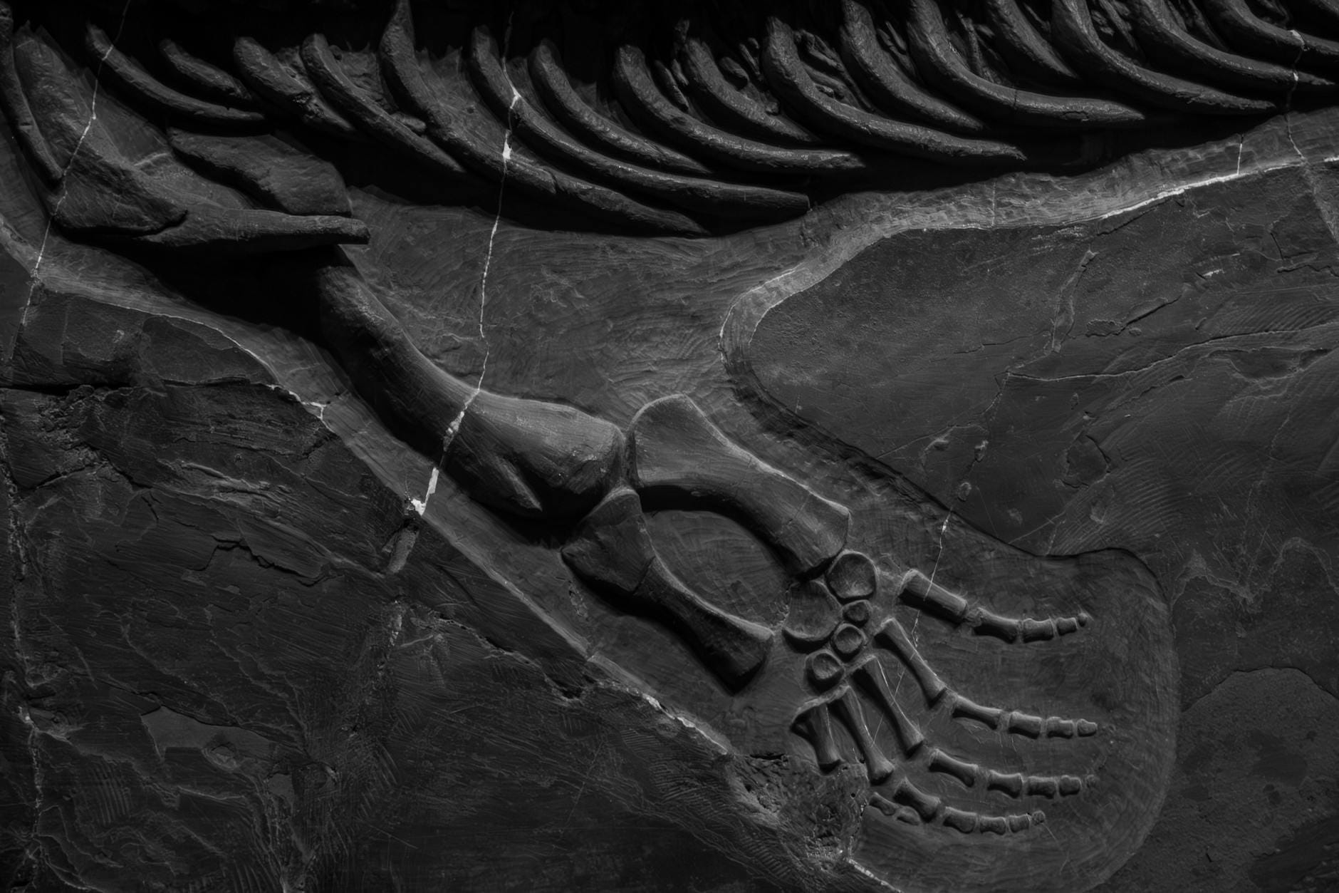 3 Dinosaur Fossils for Sale: The Investment Case for Prehistoric Bones
