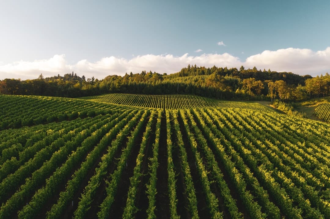Champagne Investment Returns: Laurent-Perrier Sales Rebound Signals Market Recovery